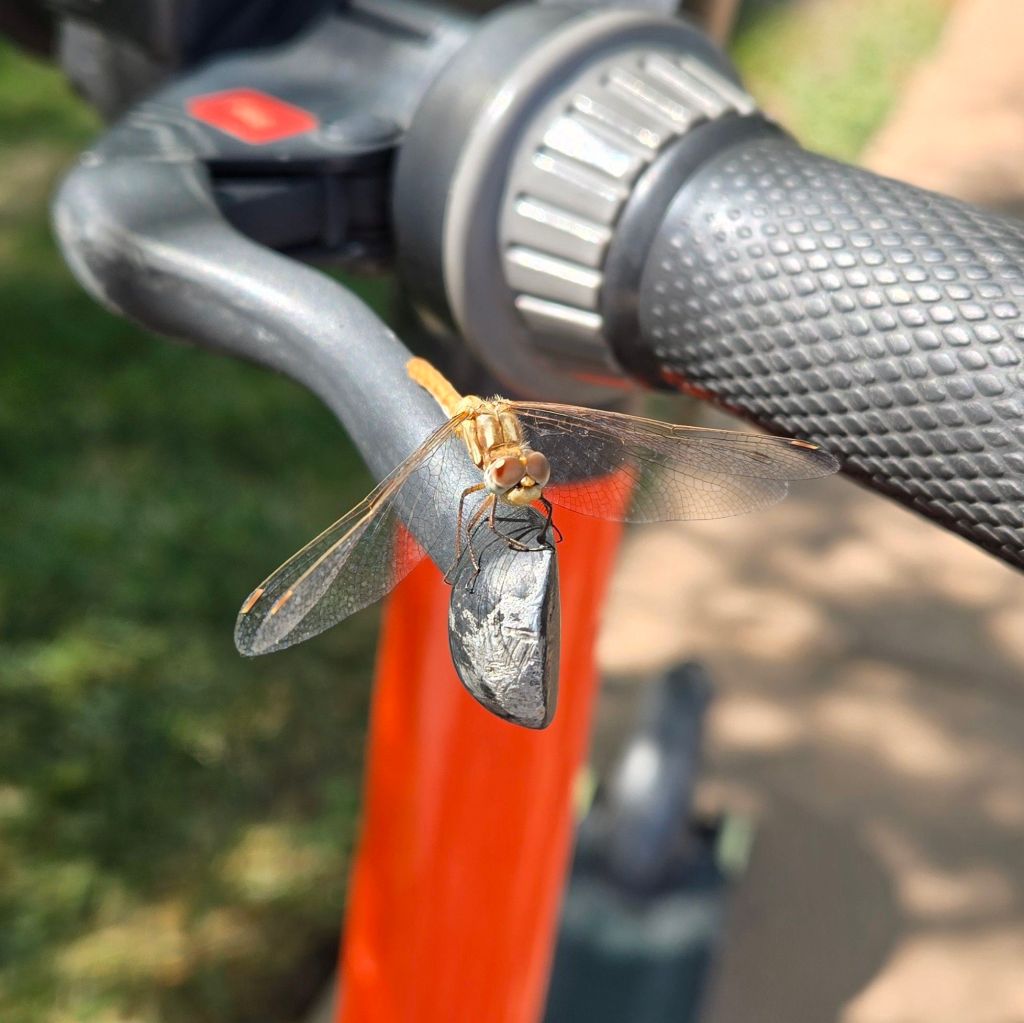 A tan and yellow dragonfly resting on the handle of an electric scooter