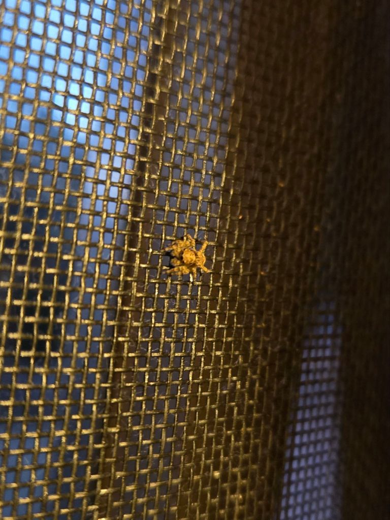 A tan-and-brown jumping spider, about the size of a grain of rice, perched on a window screen.